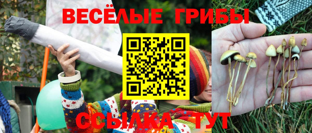Ярцево  Псилоцибиновые грибы Cubensis  хочу   Вход с VPN 